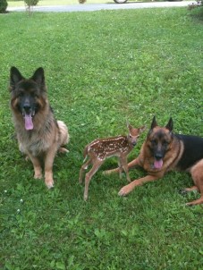 dogs and deer